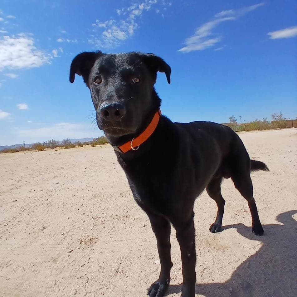Booger, the black Lab mix who started PawsAcross